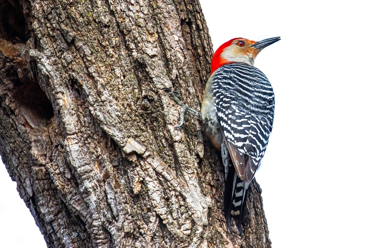 NativeBlueberry's tweet image. Beatuful animals in the Central Park ramble. #birdcpp
