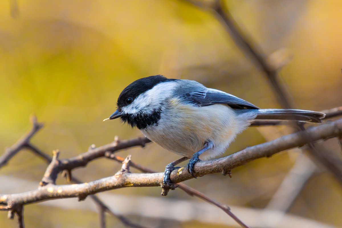 NativeBlueberry's tweet image. Beatuful animals in the Central Park ramble. #birdcpp