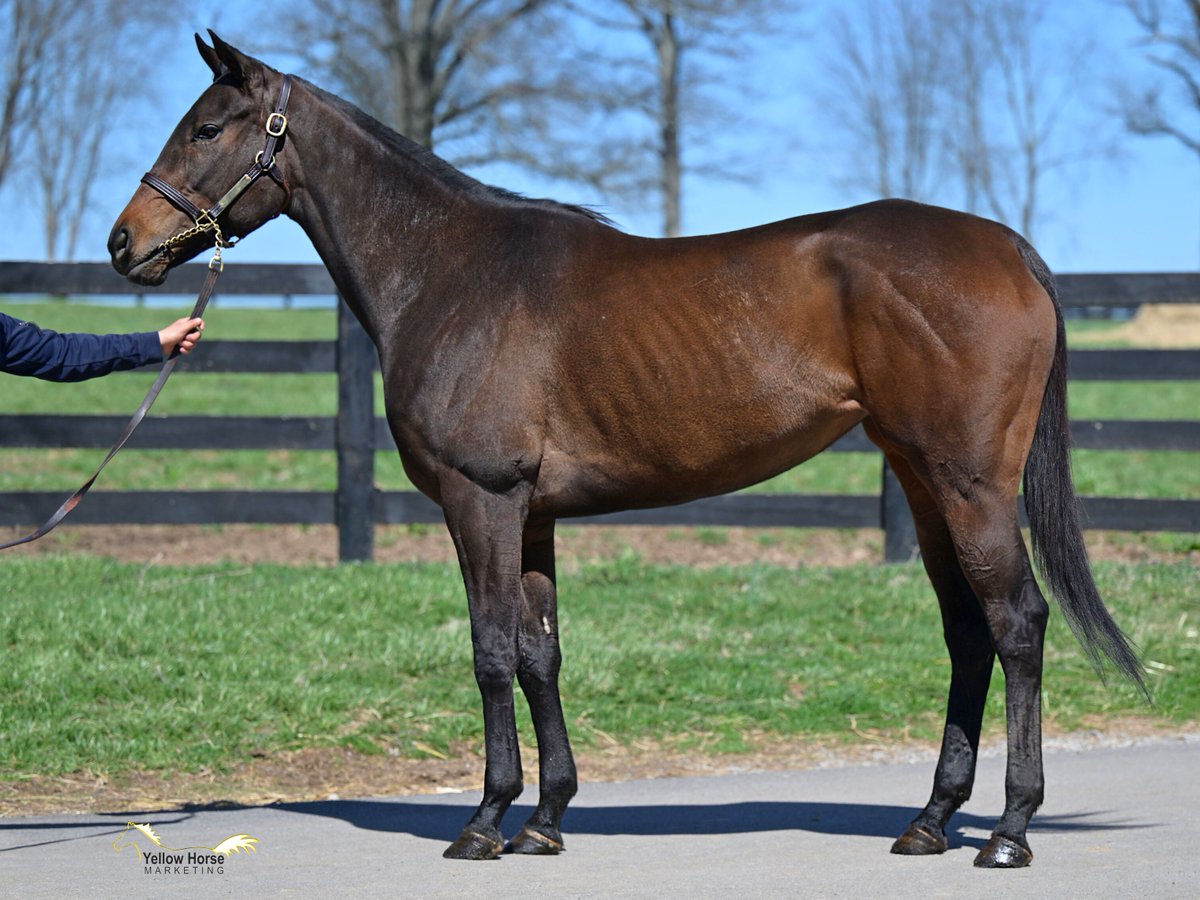 Meet Hip 15, Professors' Pride. 💫 

This daughter of Bayern was a stakes winner at 2 and earned over $200k on the track.

She is out of a winning daughter of Twirling Candy who's a half-sibling to a G1W &amp; stakes producer in France.

Bid on this mare now 🔗
