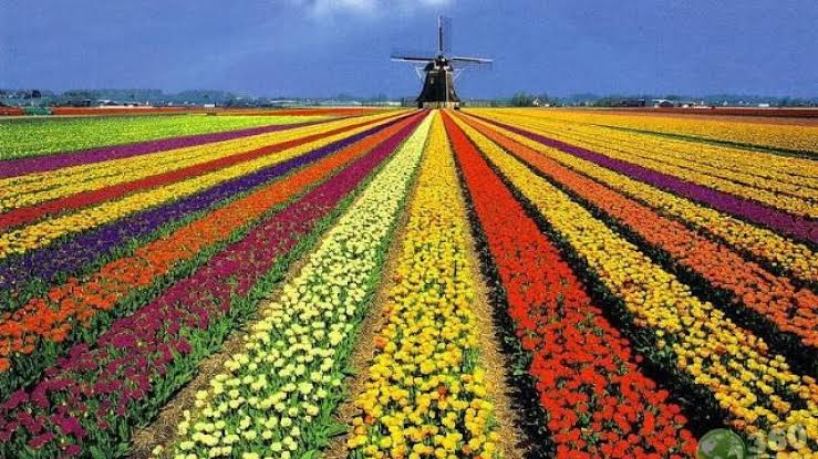 davimandelbaum's tweet photo. Holambra é uma encantadora cidade do interior paulista fundada por imigrantes neerlandeses que alcançaram uma vida digna pela venda de flores para casamentos, velórios e turistas. https://t.co/1A9bIdpvhg