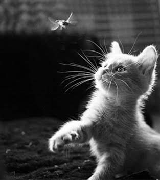 Lluvia53208679's tweet image. Good night friends 🐾😺🐾
#cats #catsofworld