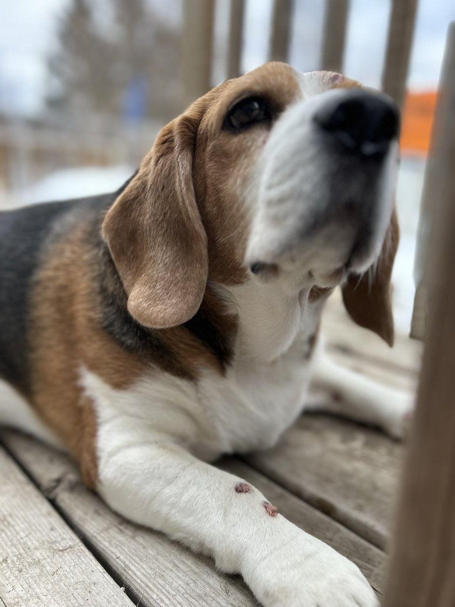 #dogmom #dogmomlife #GermanShepherd #beagle #mastiff #boxer #dogsoftwitter #dogsofX #dog #woof  #giantbreed