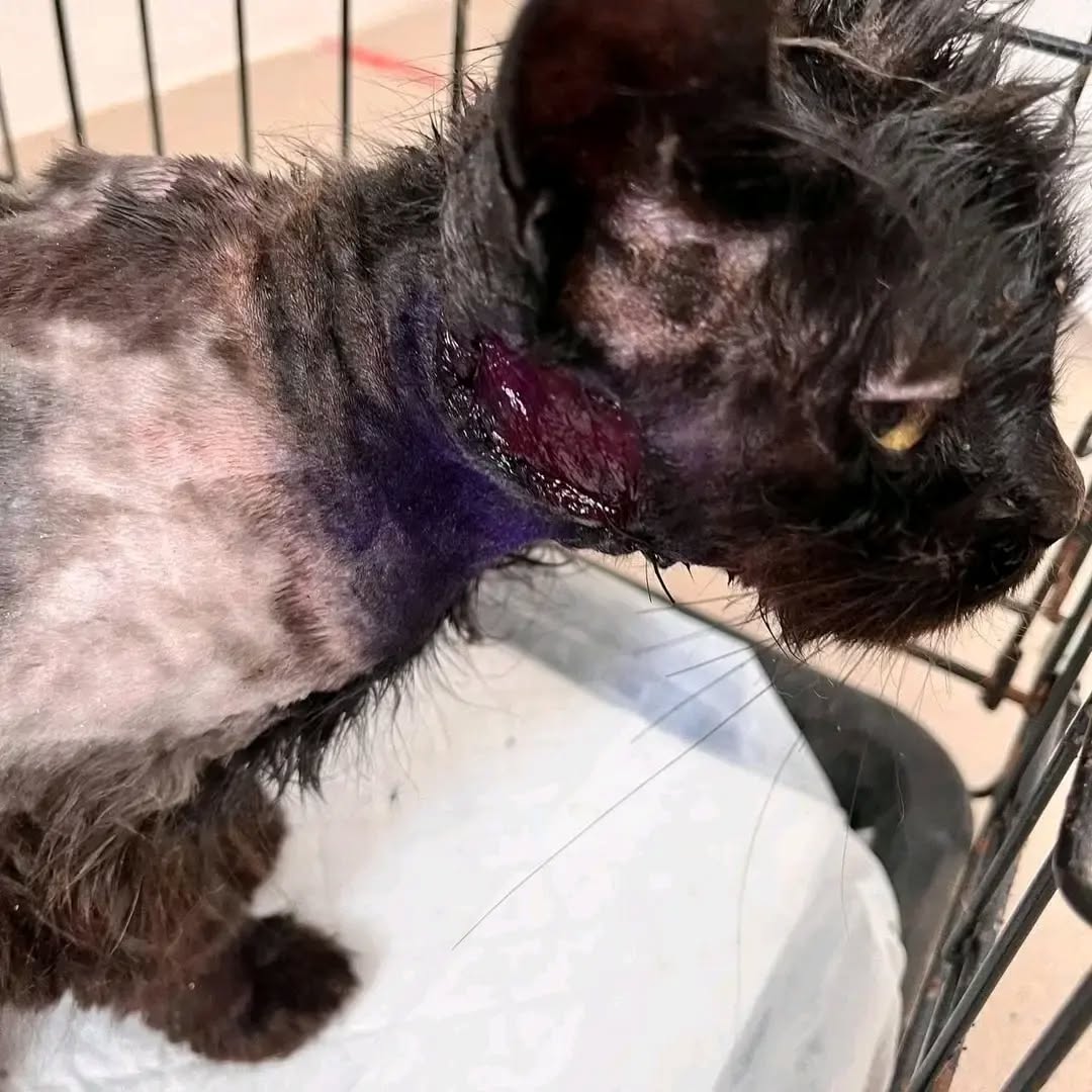 cqk5az07dhd80hg's tweet photo. ‼️The kitten has started treatment 🙏 this baby deserve a second chance to life. Dearly friends, Please kindly contribute something towards his vet bills please don't abandon us friends💔 any little is greatly appreciated 🙏

#poorcat #save #donate #helpmeplease #animallovers https://t.co/AzzgAkfz99