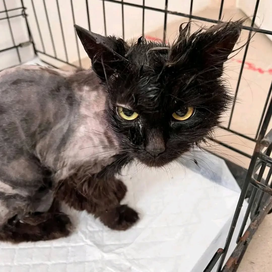 cqk5az07dhd80hg's tweet photo. ‼️The kitten has started treatment 🙏 this baby deserve a second chance to life. Dearly friends, Please kindly contribute something towards his vet bills please don't abandon us friends💔 any little is greatly appreciated 🙏

#poorcat #save #donate #helpmeplease #animallovers https://t.co/AzzgAkfz99