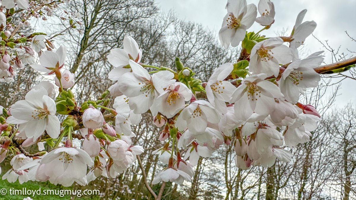 Tim Lloyd (@g6ued) on Twitter photo Very much enjoyed our return to <a href="/NTKingstonLacy/">NTKingstonLacy</a> today. What a well presented property and beautiful gardens, well done <a href="/nationaltrust/">National Trust</a> ! Very much enjoyed our return to <a href="/NTKingstonLacy/">NTKingstonLacy</a> today. What a well presented property and beautiful gardens, well done <a href="/nationaltrust/">National Trust</a> !