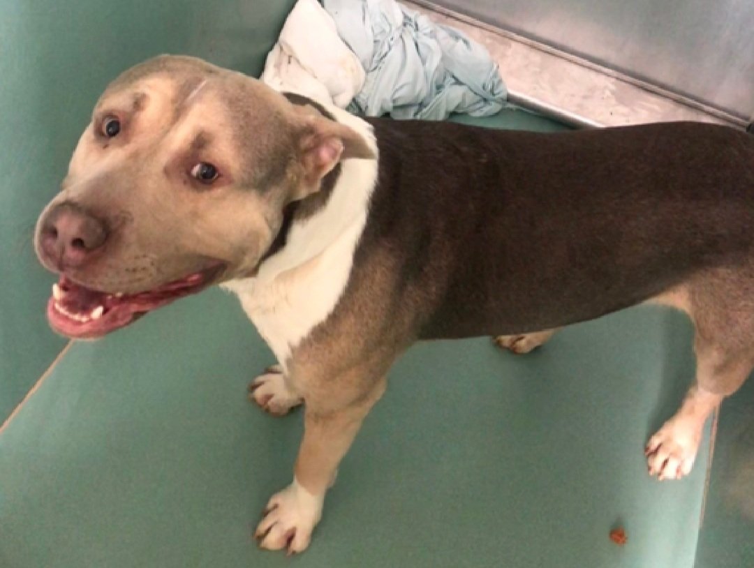 TAV4ACCMedicals's tweet photo. Zeus 222540
Listed TBK 3/25
#NYCACC 
He's just a puppy, 1 yr old
Friendly &amp; shy in prev home
Fearful in care
Likes ball &amp; stuffies
Please help save Zeus!
https://t.co/0mi4w604pe
#Pledge4Rescue #foster #adopt https://t.co/AkZ6jDKZkX