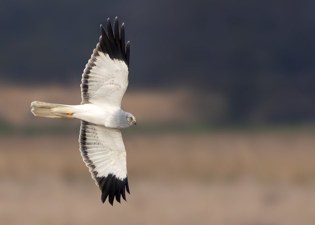 Never had particularly close views of Hen Harrier in Britain, so did feel very spoiled the other night!