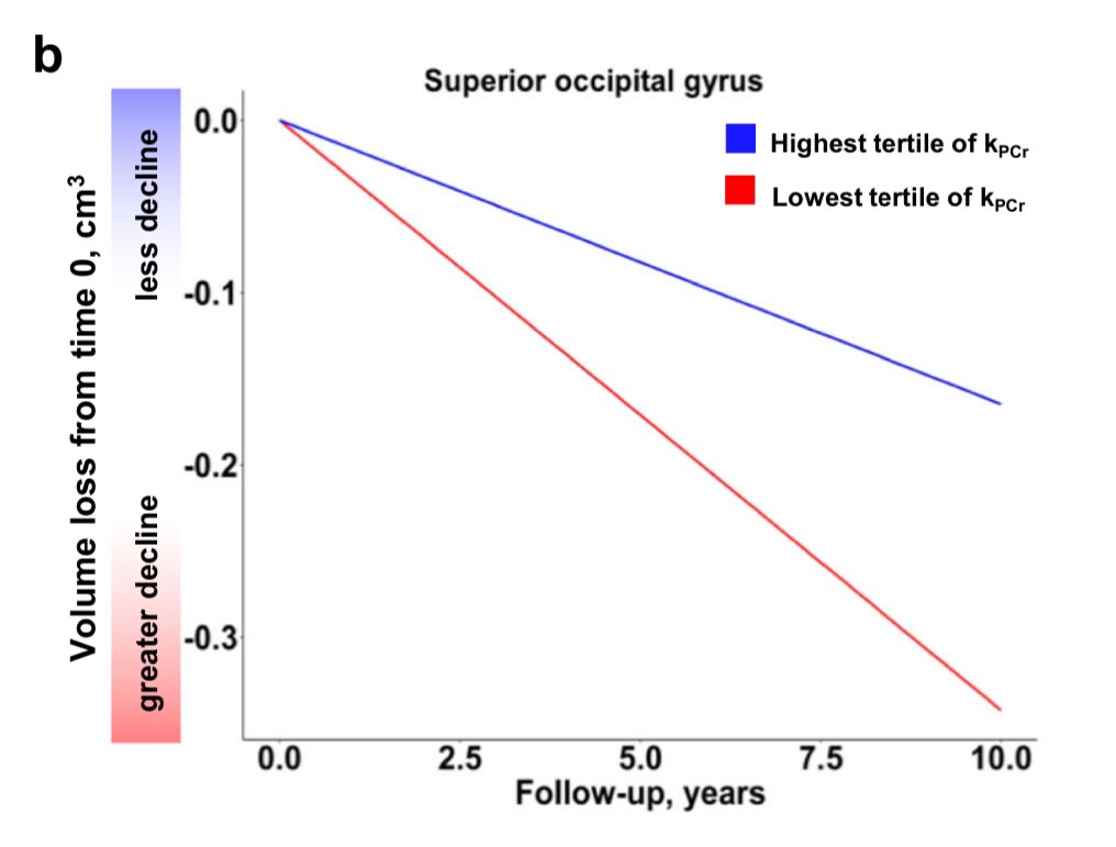 💪🏻🧠Más mitocondrias musculares = Hasta 10 años menos de envejecimiento cerebral

La capacidad oxidativa muscular y la única forma de aumentarlas es con ejercicio físico.

📊 Más mitocondrias =
✅ Menos atrofia cerebral.
✅ Menos deterioro de la sustancia blanca.
✅ Menos
