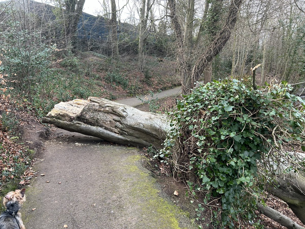 danryder0's tweet image. Huge tree blocking the path in the falls park - impossible for wheelchair users to pass and very difficult for parents with prams. First I’ve seen it but speaking to locals it appears it’s been there a while @belfastcc @PaulDoherty___