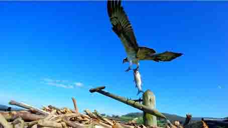 FAPASSPAIN's tweet image. ES TIEMPO DE ÁGUILAS PESCADORAS
Estamos en pleno paso migratorio de las águilas pescadoras por la costa cantábrica, FAPAS activa el trabajo de instalación de nidos y seguimiento.
fapas.es/noticias/es-ti…