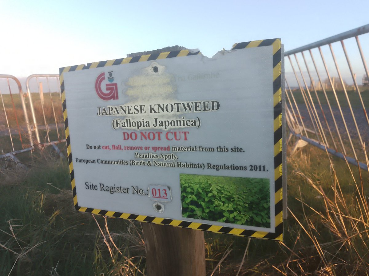 JStiepani's tweet image. Japanese knotweed is listed by the World Conservation Union as one of the world&apos;s worst invasive species. biodiversity is amazing yet at times scary when resilience is lost