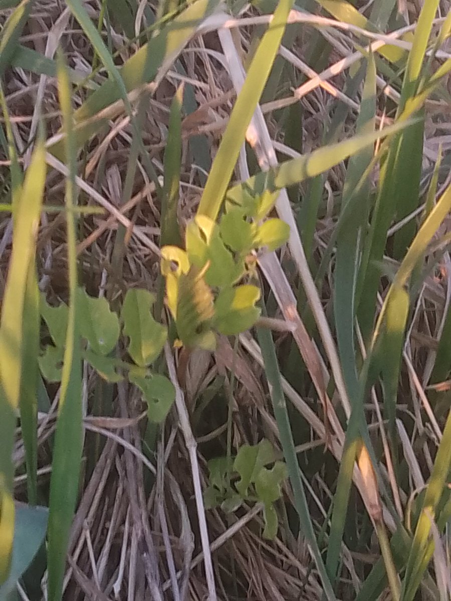 JStiepani's tweet image. Japanese knotweed is listed by the World Conservation Union as one of the world&apos;s worst invasive species. biodiversity is amazing yet at times scary when resilience is lost