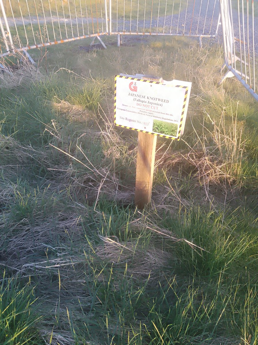 JStiepani's tweet image. Japanese knotweed is listed by the World Conservation Union as one of the world&apos;s worst invasive species. biodiversity is amazing yet at times scary when resilience is lost