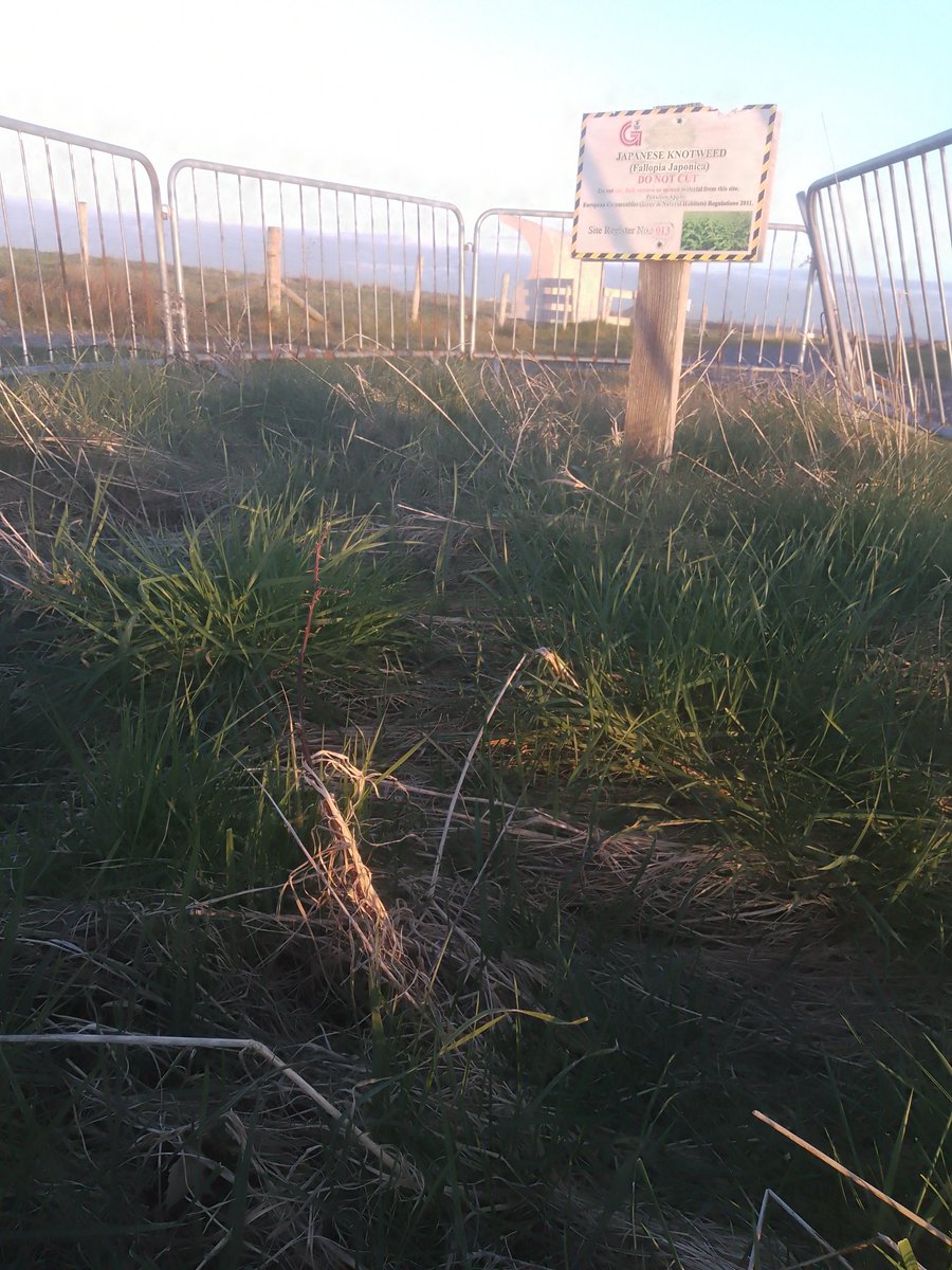 JStiepani's tweet image. Japanese knotweed is listed by the World Conservation Union as one of the world&apos;s worst invasive species. biodiversity is amazing yet at times scary when resilience is lost