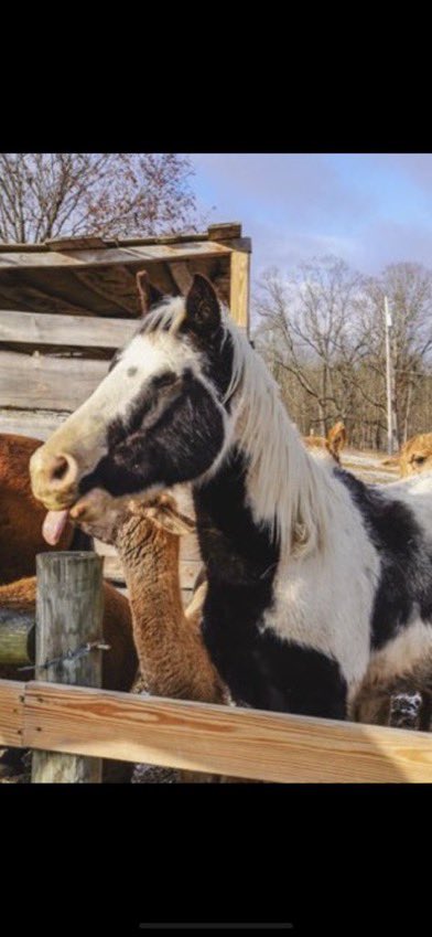 SaveOurSolSOS's tweet photo. @landondyor How about sending it $GOOD  help a nonprofit project organization that’s men’t to literally save animals lives also @P_Freedom_Farm was featured on Fox News !

ca: A6WCD9dzgpCpCofGG7boCN3jJitmBSoXS7tgZa4rGooD

Our marketing exposure:
FOX NEWS 
NETFLIX
NEW YORK POST
TMZ
RESCUE!! https://t.co/ZLcj1pNY7R