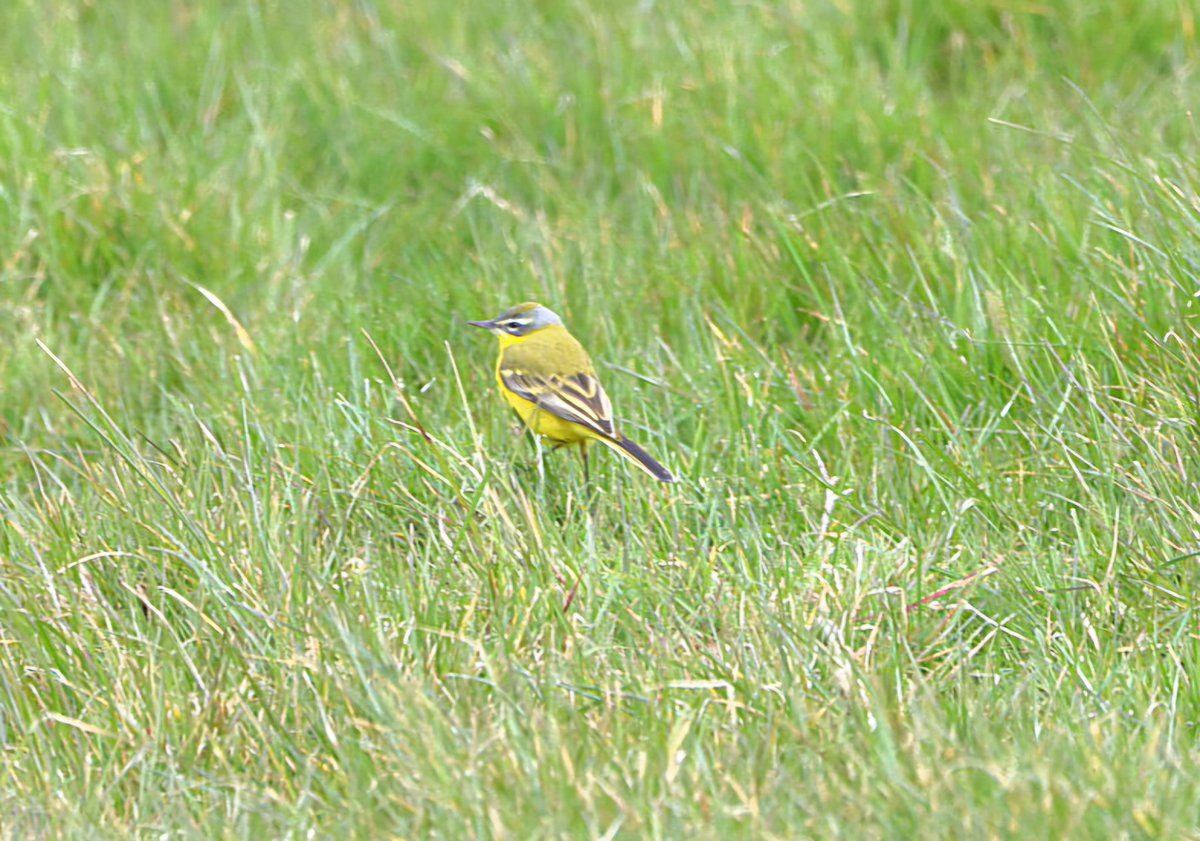 natures119's tweet photo. Blue Headed Wagtail at South Huish https://t.co/nC7QvaLyAS