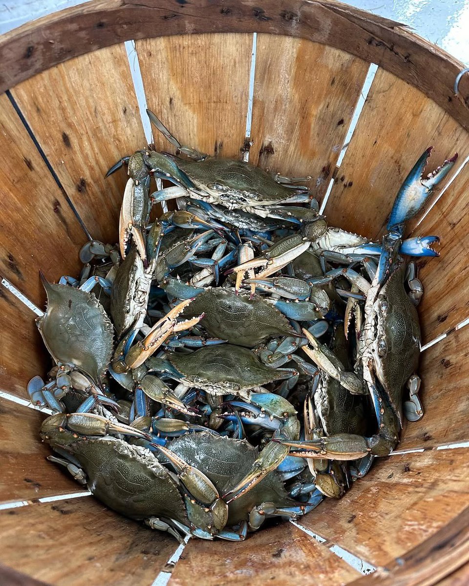 When I was growing up Fishing and Crabbing were some of the most peaceful moments of my life, so I make it my business now to revisit those moments. In Brooklyn their was a pier behind Ceasars Bay we would catch everything even a pair of boots 😂❤️ What a time to be ALIVE!