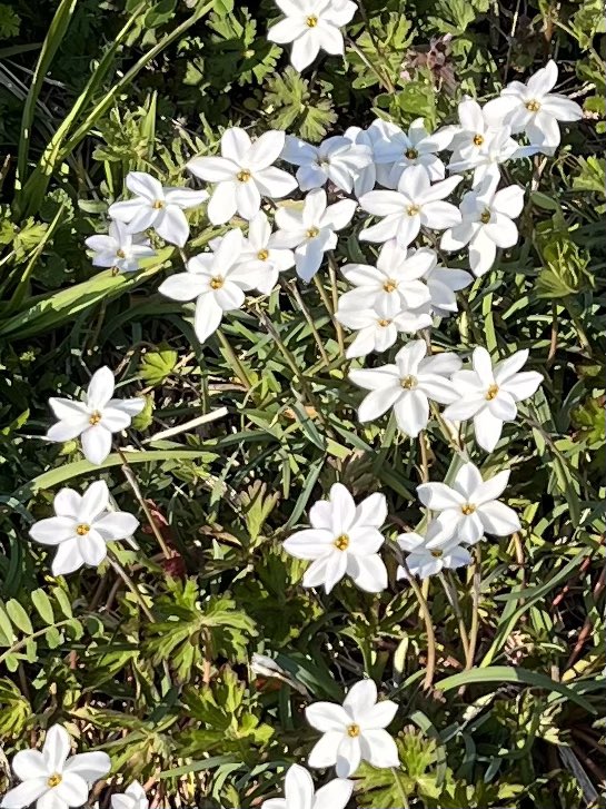 おはようございます😊
くもり空の月曜日になりました☁️13℃
昨日が初夏のようなお天気でしたので、拍子抜けしちゃう😆

今日は散策プログラムがあります🚶🚶🚶ちょうど良いお天気かな😊

#企業公式が地元の天気を言い合う 
#企業公式相互フォロー 
#鎌倉市 #大船 #就労移行 #障害者雇用 #精神疾患