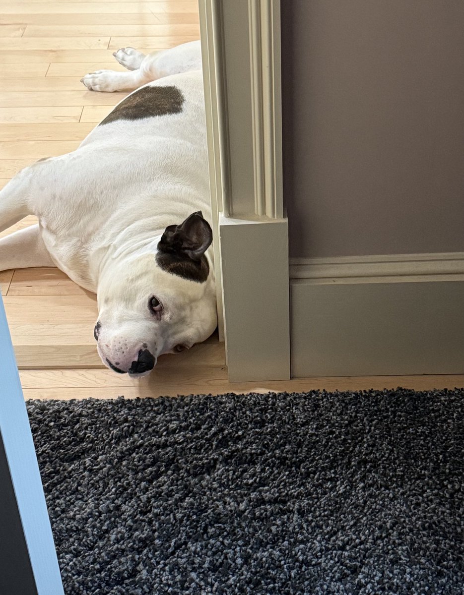 When I tell him he can't come into the room 😂🤣😂