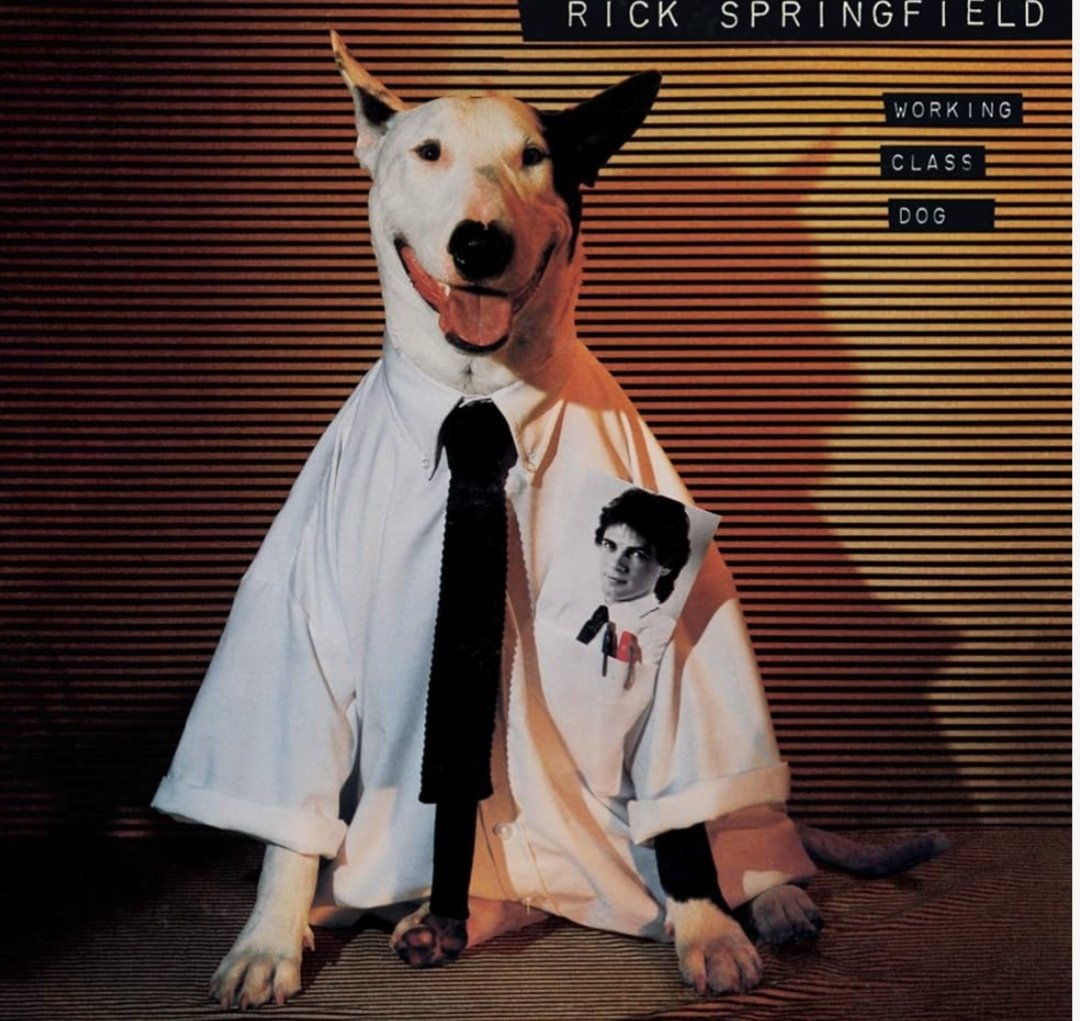 musicstackdaily's tweet photo. Today is National Puppy Day! Here's to remembering Rick Springfield's sweet puppy Ronnie back in 1981. Ronnie was the cover model on two of Rick's albums, and made cameos in his videos.
##rickspringfield #ronniethedog #jessiesgirl #NationalPuppyDay #workingclassdog #pupsofx https://t.co/Yau5uW23nr