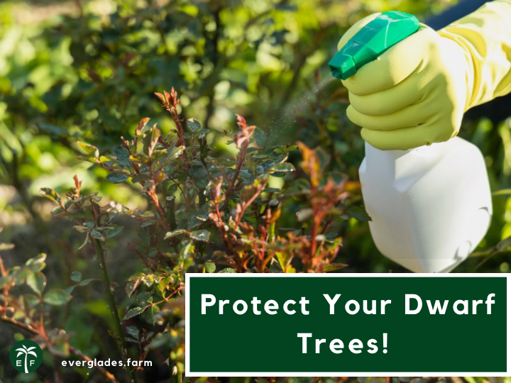 evergladestrees's tweet photo. 🛡️ Keep your dwarf trees safe &amp; healthy! Learn how to spot, prevent, and manage common pests with our expert tips.
👉 Read now: 🔗 https://t.co/bStIL193NE
#PlantCare #DwarfTrees #PestControl #EvergladesFarm https://t.co/Vt7H7tGKWu