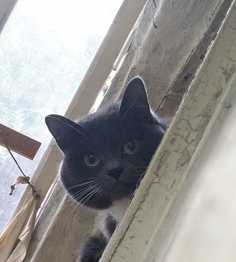 недовольный дед tweet media