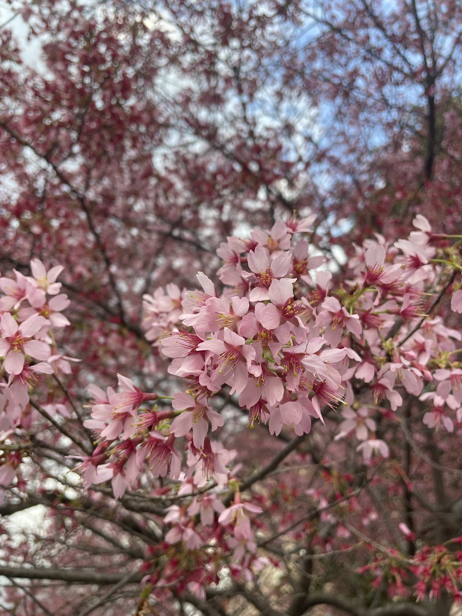 love dc in spring 🌸