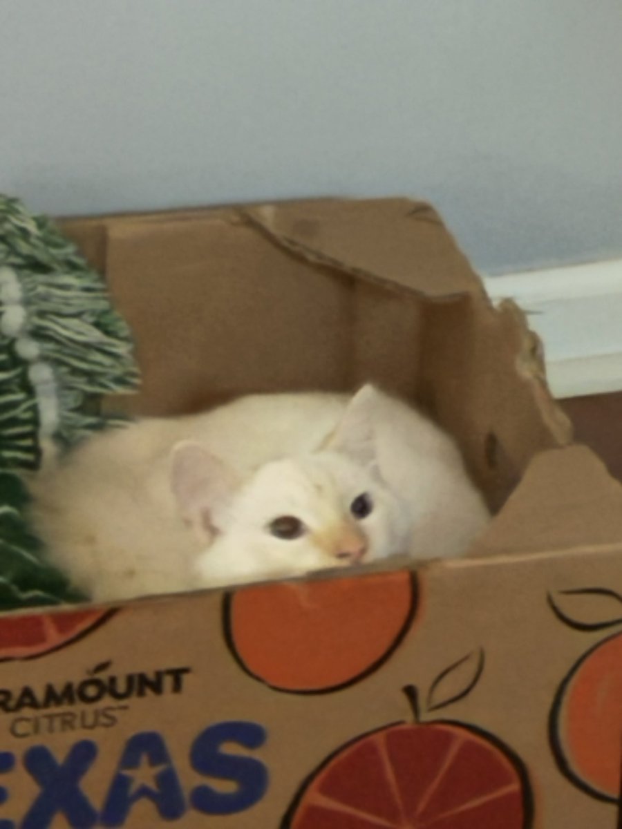 XoMzAngel's tweet image. I am back from my short vaycay and I so happen to look in my spam and seen i been welcomed into #thatcommunity as well! 😭🥹 Thank you @TommiiMichelle for this amazing opportunity and im proud to be apart of an amazing movement ✨️