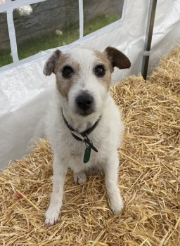 millypod1's tweet photo. 🆘20 MAR 2025 #Lost MOLLY #ScanMe #Tagged
OLDER White And Brown Terrier Cross Female
Gelligaer Common #SouthWales #Wales #CF82 https://t.co/MJoQdpw3Bq https://t.co/3EGcIAGd0a