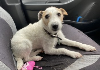 millypod1's tweet photo. 🆘20 MAR 2025 #Lost MOLLY #ScanMe #Tagged
OLDER White And Brown Terrier Cross Female
Gelligaer Common #SouthWales #Wales #CF82 https://t.co/MJoQdpw3Bq https://t.co/3EGcIAGd0a