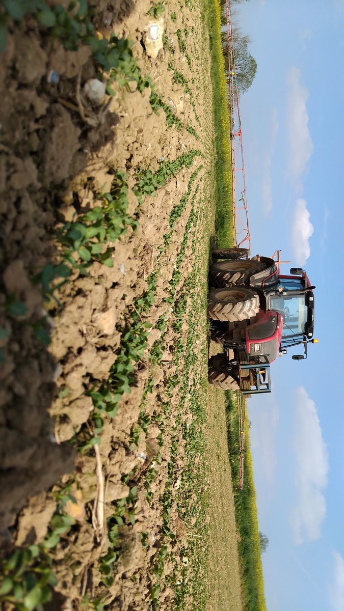 Avec 10 MM reçu ce week-end,  combien d'hectares de lin ce sont semés et combien vas-t-il s'en semés cette semaine ?
Sans doute beaucoup... la semaine du lin après les betterave en vue 👓 mais gare aux 🪰