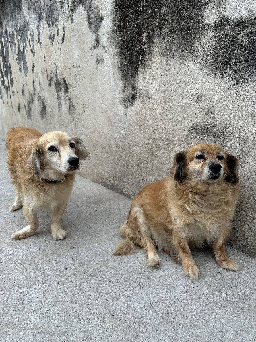 Casa do Vira-lata tweet media