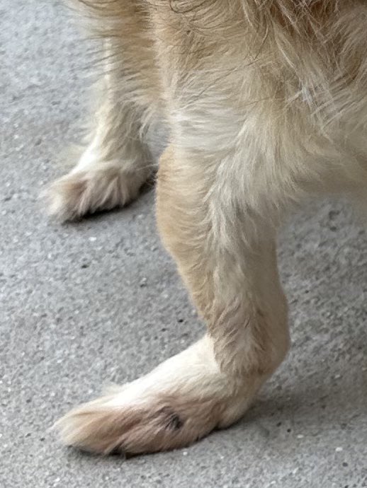 Casa do Vira-lata tweet media