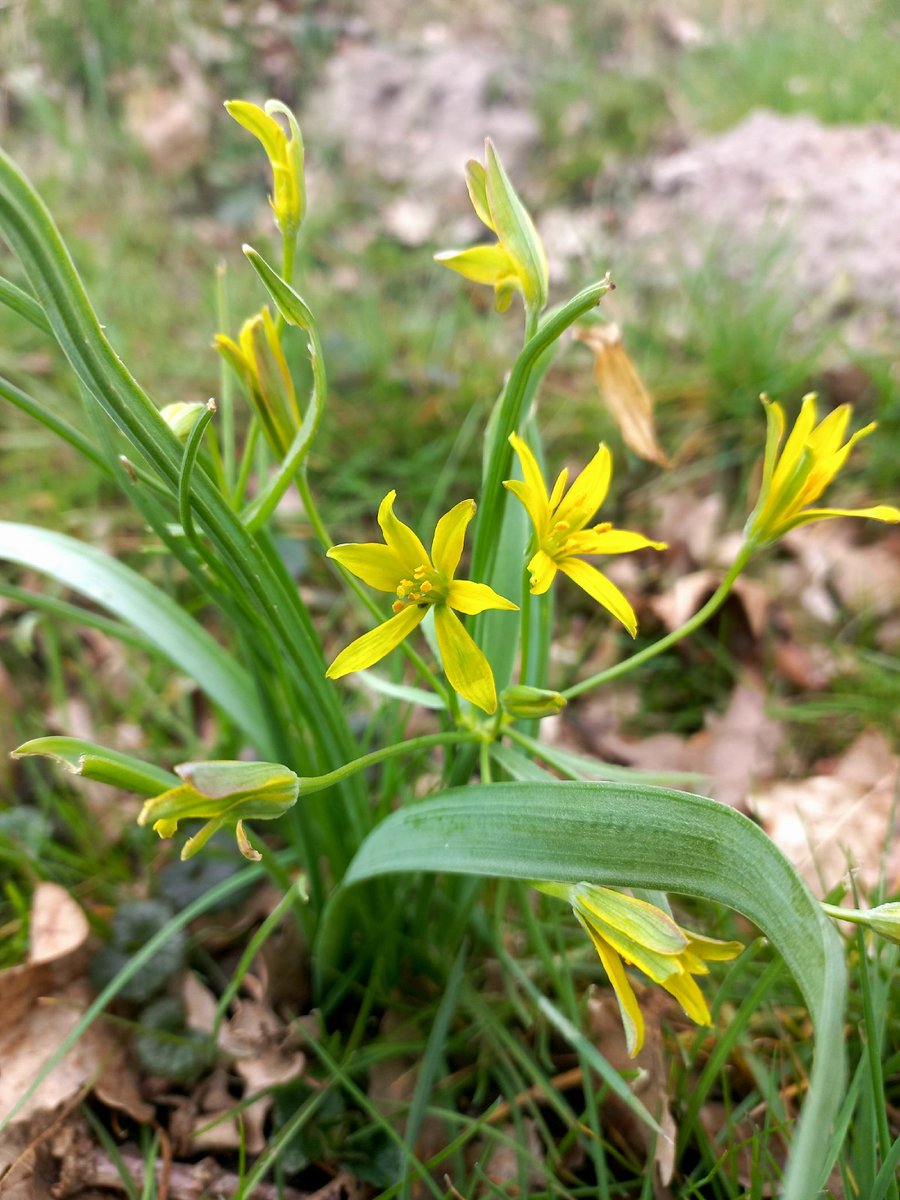 Bloeiende bosgeelster (gagea lutea) in een berm in het Drentse Aa gebied 
📷23-03-2025 
#Bosgeelster #GageaLutea
#DrentscheAa 
#Wildflowerhour 
#WildflowerHourNL