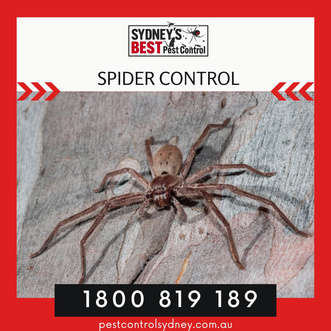 sbpestcontrol's tweet image. RESIDENTIAL PEST CONTROL SERVICES

Sydneys Best Pest Control can help eradicate all of your household pests.

Phone: 1800 819 189
Web: bit.ly/2YJKKjn 

#pestcontrol #pestcontrolsydney #sydneypestcontrol #rats #mice #ants #bedbugs #spiders #huntsman # ticks #bugs #ins ...