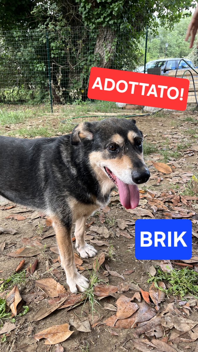 volaurentina's tweet image. Abbiamo da darvi tante belle notizie. La PRIMA è che Brik, 9 anni passati quasi tutti inspiegabilmente in canile, ha trovato finalmente una magnifica famiglia!
Grazie a loro per averlo accolto nella loro casa e a voi per le preziose condivisioni.
Seguiranno altre novità. 🐶