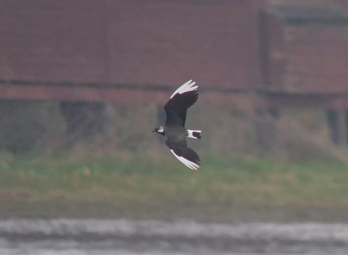 This Lapwing has caught the eye the last few days having extensive white primaries.