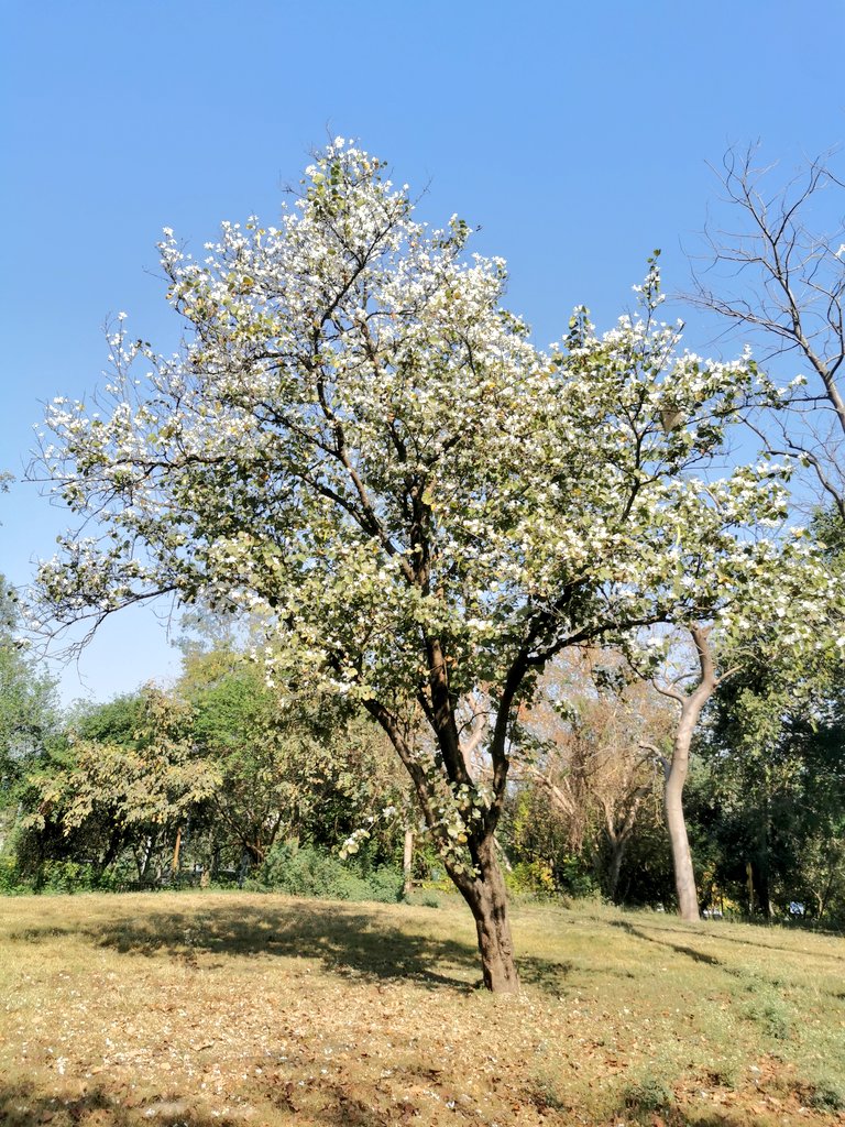 A blooming Buddhist Bauhinia tree at Rajghat!