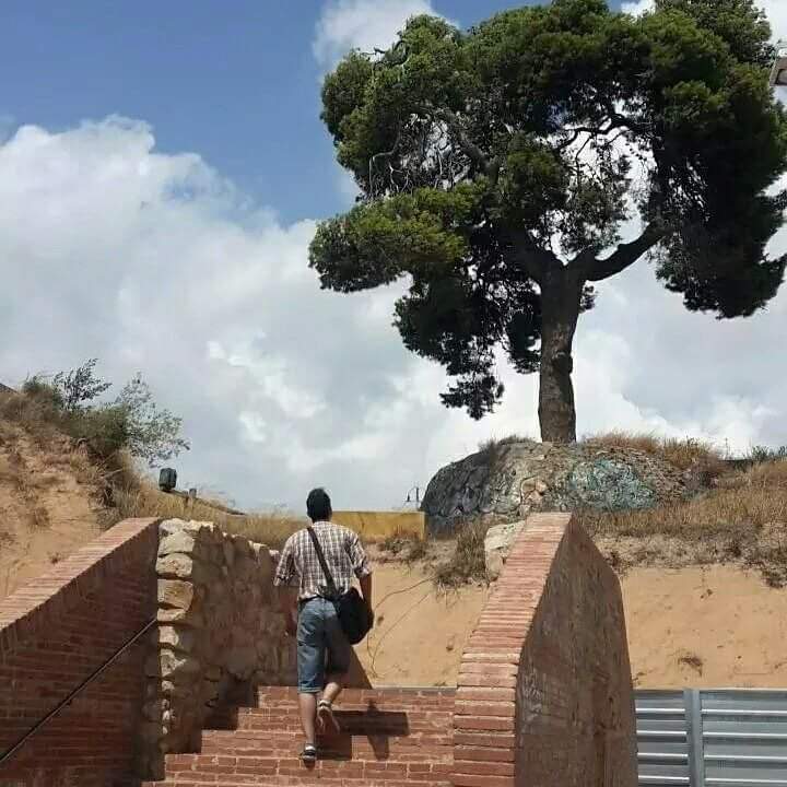 🕊️ Avui us vull explicar una història dolorosa i indignant: la desaparició del monumental Pi de la Remunta, l’arbre més antic de #LHospitalet de Llobregat, víctima de la destrucció urbanística. Seguiu el fil. 🌳 

#Història #MediAmbient #Patrimoni #Denúncia