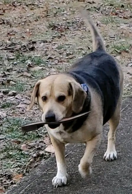 SOLVE53394692's tweet image. #CoachMarkPope Faith Trust God 🙏🏻 Guidance Rational moral man Terrific not name Coach of year 🔎  1 of 3 #MarchMadnessMBB History beat Top Rank team&apos;s everyone gives up #KentuckyMBB 🏀 @trainman_lover Homegirl #shaqtin #SHAQ #CBSSports 🤝 #Sachs_Jeffrey 🏆One 🐕 Loss Adoption pet…