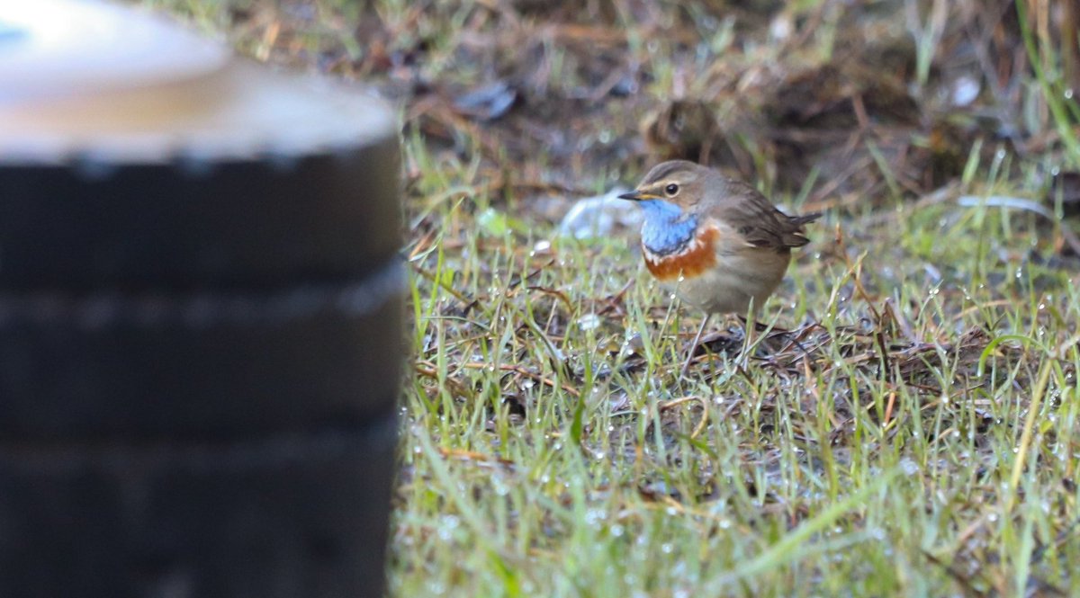 First Willow warblers, Tree Pipits, Yellow Wagtails, Greater whitethroats, Reed Warblers, Bluethroats, Swallows, Bank Swallows, House Martins, Booted Eagles and a lot more! These days should be great when it comes to migrant birds in Txingudi, after a crazy vismig week!