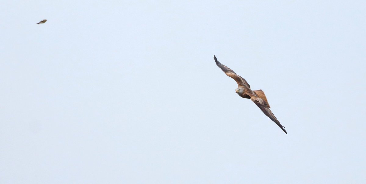 DavidSU26's tweet photo. What a great start of the spring! Finding 2 1st for Gipuzkoa! Western Black-Eared Wheatear &amp; Greater Short-Toed Lark! Also a Jackdaw which had no sightings in decades!
Alpine Swifts, Black-Winged Kites, Black Storks, Hen Harriers... 100s of Kites, 1.000s of Chaffinches, etc, etc! https://t.co/iAgD0rGLSt