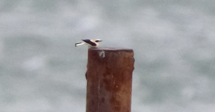 DavidSU26's tweet photo. What a great start of the spring! Finding 2 1st for Gipuzkoa! Western Black-Eared Wheatear &amp; Greater Short-Toed Lark! Also a Jackdaw which had no sightings in decades!
Alpine Swifts, Black-Winged Kites, Black Storks, Hen Harriers... 100s of Kites, 1.000s of Chaffinches, etc, etc! https://t.co/iAgD0rGLSt