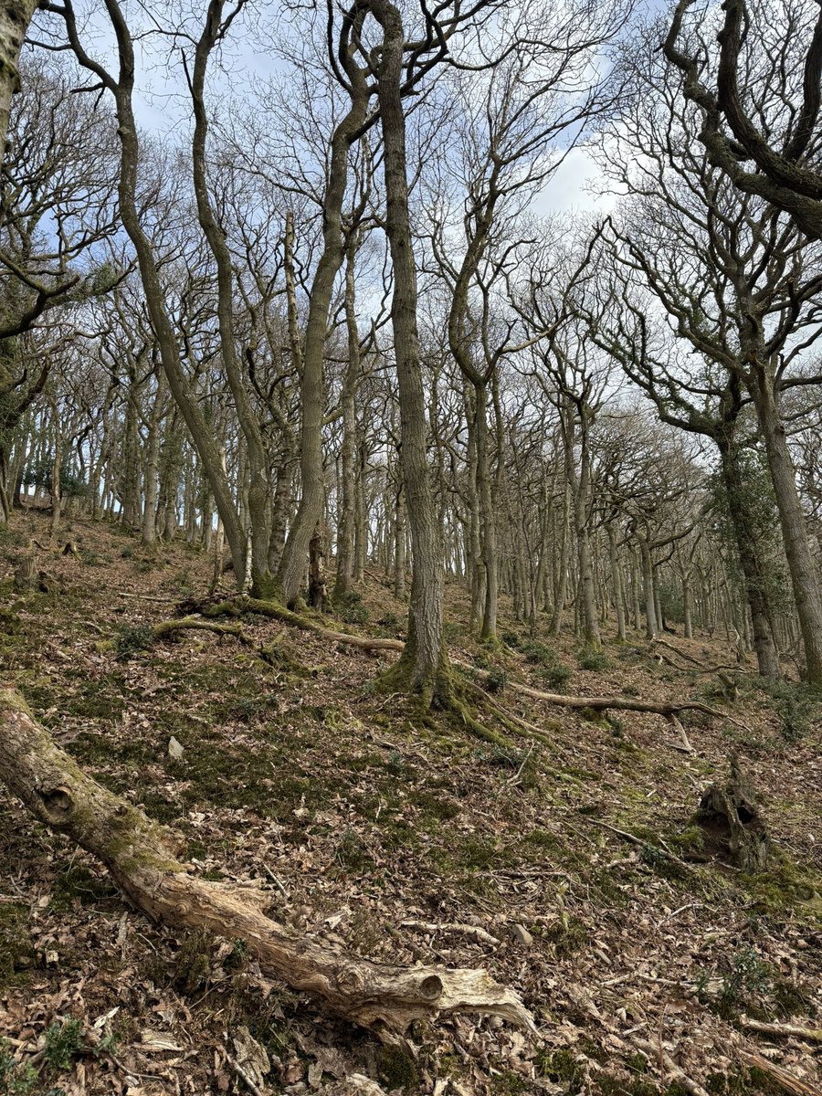 blackdownbirder's tweet image. Three LSW were heard (one seen) on an @somersetbirds Quantock walk today, looking for signs and holes of woodpeckers.
Sadly no LSW encounters yesterday on the same route.
Thanks to folk who braved the hills and I hope we find more territories and nests this year @lesserspotnet