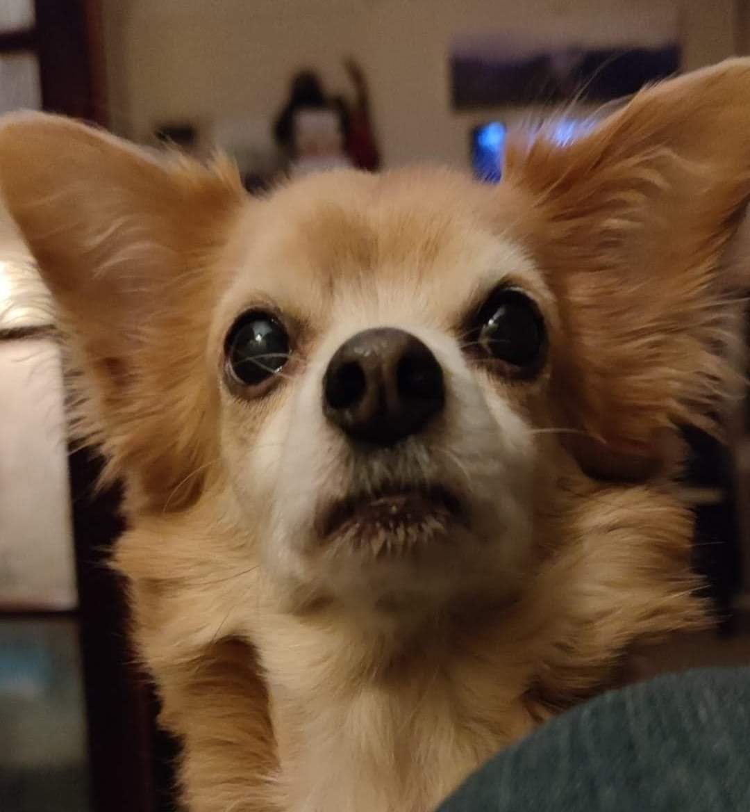 MissingPetsGB's tweet image. Fruin is still missing
He may still be outside somewhere 
He may have been taken in by someone who does not have social media

Do you have any information to his whereabouts?REWARD OFFERED

Last seen Middleton #LEEDS #LS19 after being spooked by fireworks nearby #stolendoghour