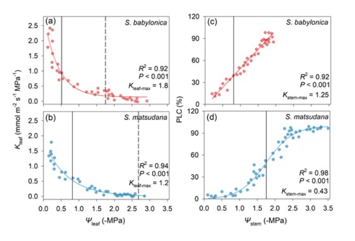 JPlantEcol's tweet photo. Muhammad Waseem et al. compared #Hydraulic and gas-exchange traits between these two #Salix species-- #SalixBabylonica and #SalixMatsudana, found that the later had higher #WaterUseEfficiency and #HydraulicSafety. Thus, it could adapt to #AridEnvironments.
https://t.co/YLDQgEZSvj https://t.co/6hlm5vXoYw