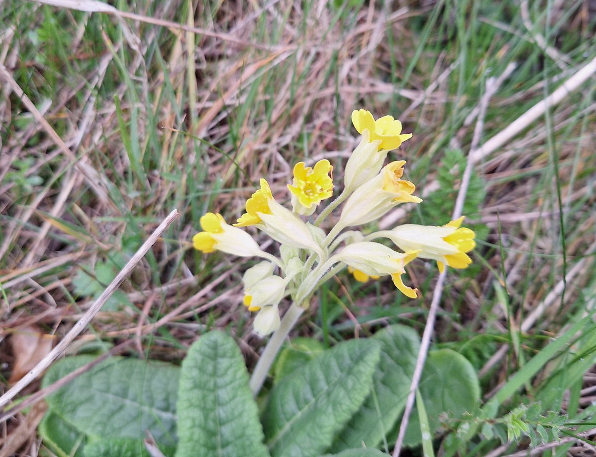 lorraine (@lorrainebirder) on Twitter photo Cowslip in flower today <a href="/WWTSteart/">WWT Steart Marshes</a> #wildflowerhour <a href="/BSBIbotany/">BSBI: Botanical Society of Britain & Ireland</a> Cowslip in flower today <a href="/WWTSteart/">WWT Steart Marshes</a> #wildflowerhour <a href="/BSBIbotany/">BSBI: Botanical Society of Britain & Ireland</a>