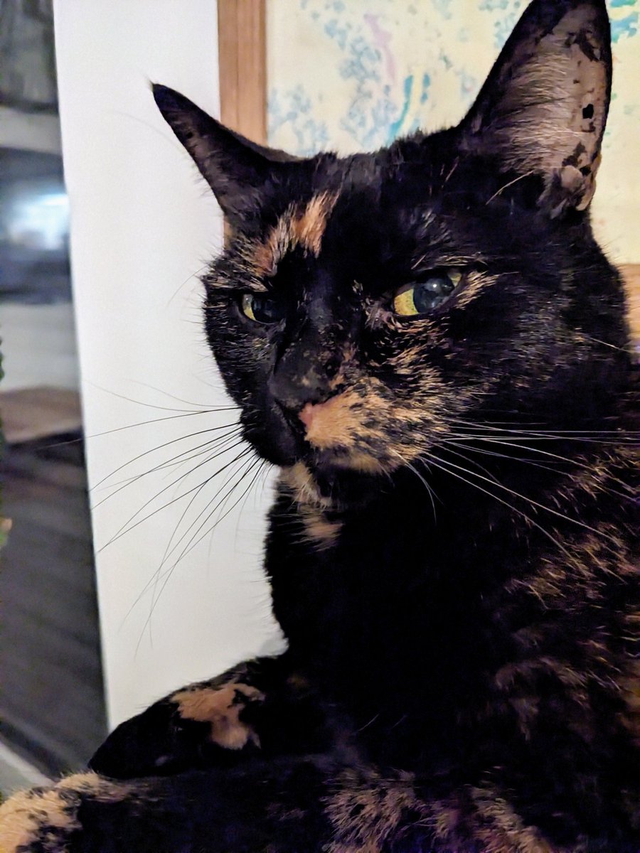 BoredPredator's tweet image. Are you talkin’ to me?
You talkin’ to me?
Well it better be dinner time, or you just wasted your last meow.

— Catxi Driver, 1976