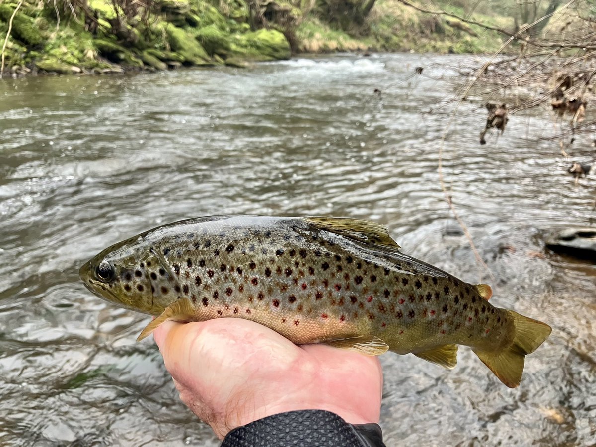 David Bradley tweet media