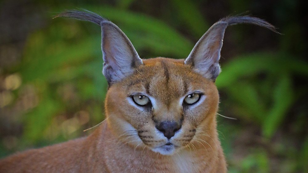 #القط_البري_الوشق #المصري
لقد بادرت وفعلت مالم يقدر على فعلهو  رائيس مصر بكلها #السيسي_خادم_الكيان